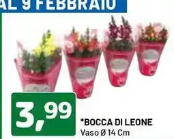 DPiù Bocca di leone offerta