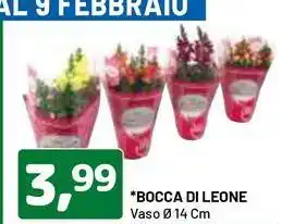 DPiù Bocca di leone offerta