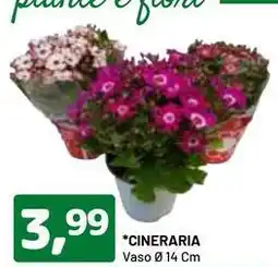 DPiù Cineraria offerta