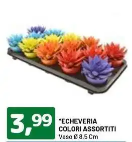 DPiù Echeveria colori assortiti offerta