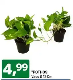 DPiù Pothos offerta