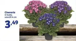 In'S Mercato Cineraria offerta