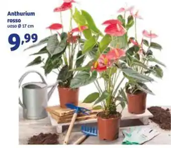 In'S Mercato Anthurium rosso offerta