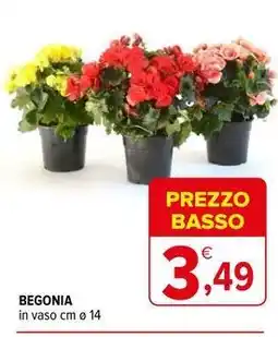 Iperal Begonia in vaso cm ø 14 offerta