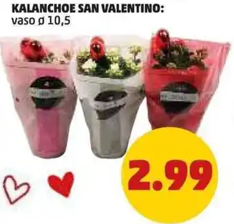 PENNY Kalanchoe san valentino: vaso o 10,5 offerta