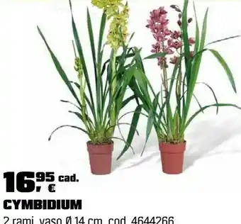 Cymbidium