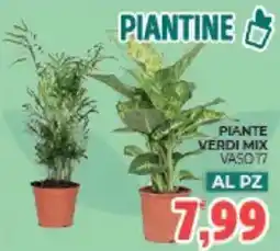 Eté Piante verdi mix vaso 17 al pz offerta