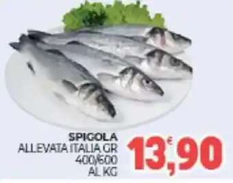 Eté Spigola allevata italia gr offerta