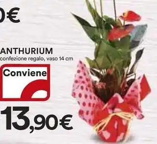 Ipercoop Anthurium offerta