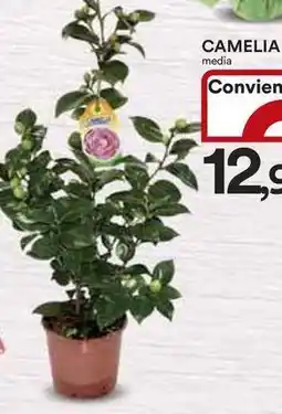 Ipercoop Camelia offerta