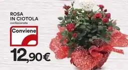 Ipercoop Rosa in ciotola confezionata offerta