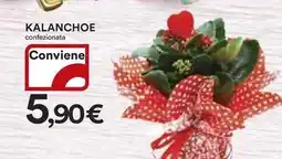 Ipercoop Kalanchoe offerta