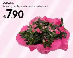 Bennet Azalea offerta