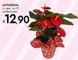 Bennet Anthurium offerta