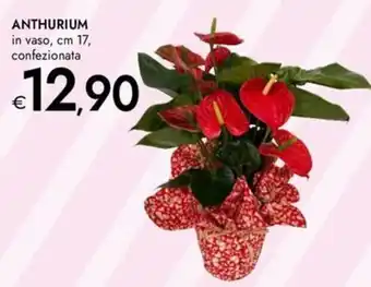 Bennet Anthurium offerta