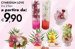 Bennet Cymbidium love offerta