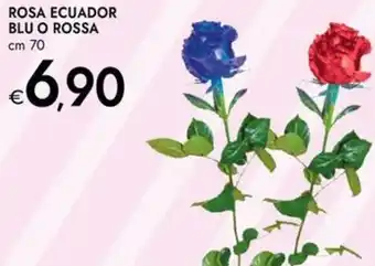 Bennet Rosa ecuador blu o rossa offerta