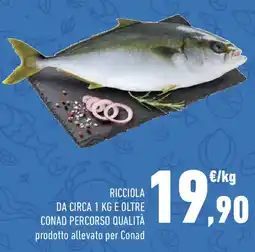 Conad Ricciola da circa 1 kg e oltre conad percorso qualità offerta