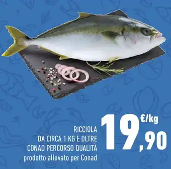 Conad Ricciola da circa 1 kg e oltre conad percorso qualità offerta