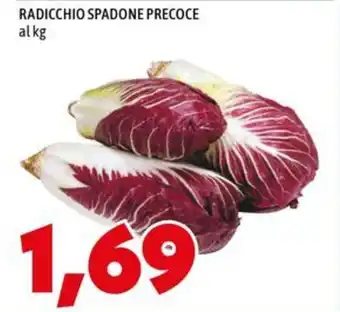 MEGA Radicchio spadone precoce offerta