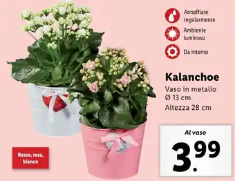 Lidl Kalanchoe offerta