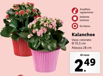 Lidl Kalanchoe offerta