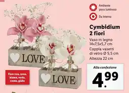 Lidl Cymbidium 2 fiori offerta