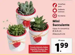 Lidl Mini Succulente offerta