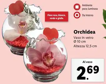 Lidl Orchidea offerta