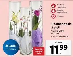 Lidl Phalaenopsis 2 steli offerta