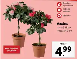 Lidl Azalea offerta