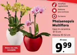 Lidl Phalaenopsis Multiflora offerta