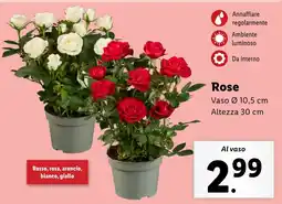 Lidl Rose offerta