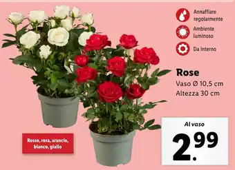 Lidl Rose offerta