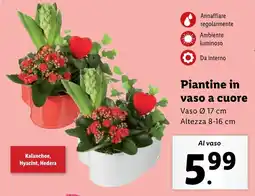 Lidl Piantine in vaso a cuore offerta