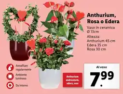 Lidl Anthurium, Rosa o Edera offerta