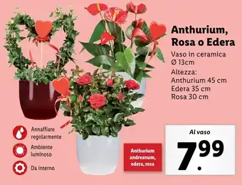 Lidl Anthurium, Rosa o Edera offerta