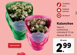 Lidl Kalanchoe offerta