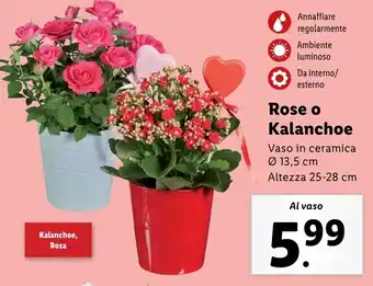 Lidl Rose o Kalanchoe offerta