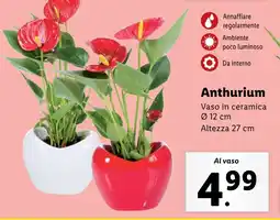 Lidl Anthurium offerta