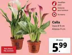 Lidl Calla offerta