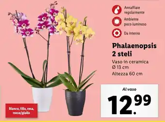 Lidl Phalaenopsis 2 steli offerta