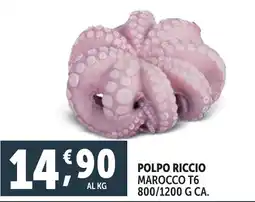 Deco Superfreddo Polpo riccio marocco t6 offerta