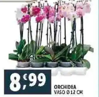 Deco Supermercati Orchidea offerta