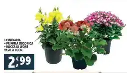 Deco Supermercati Cineraria primula obconica bocca di leone offerta