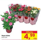 Interspar Rose miste offerta