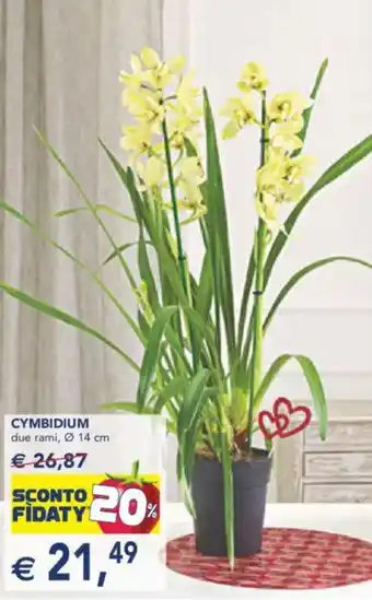 Esselunga Cymbidium due rami, ø offerta