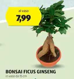 ALDI Bonsai ficus ginseng offerta