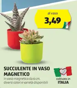 ALDI Succulente in vaso magnetico offerta