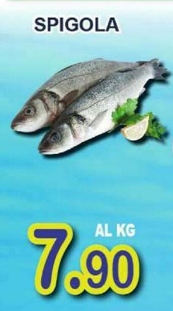 Sacoph Pesce offerta